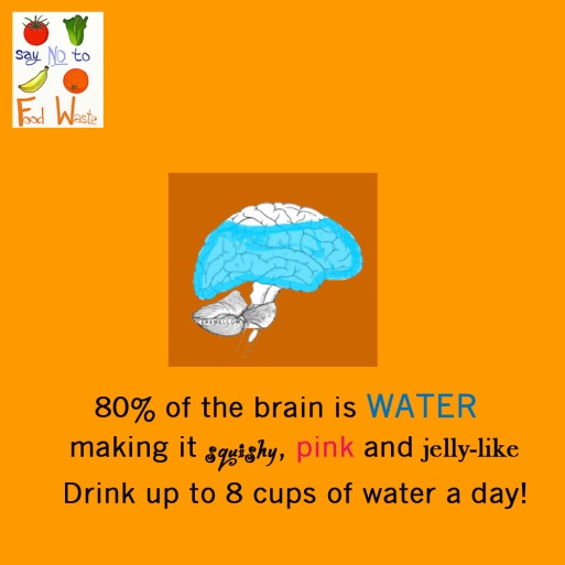 Your Brain is Water